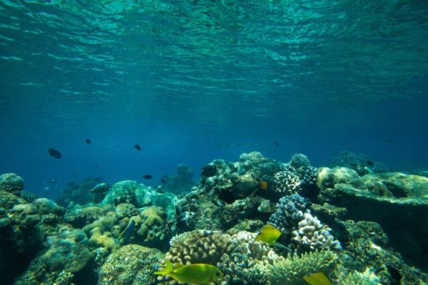 Какие водоросли эффективны для создания биосорбента, выяснили пермские ученые